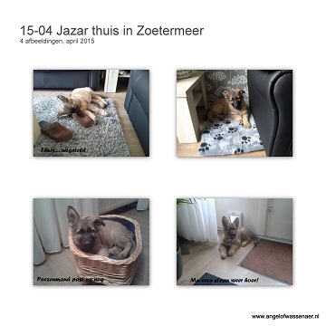 Jazar, thuis in Zoetermeer